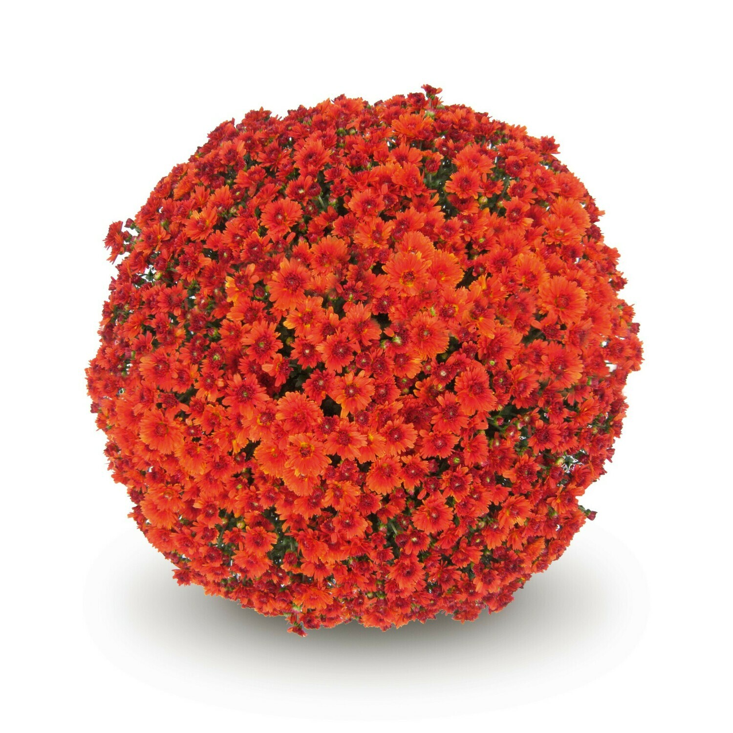 Urano Red 20-22 table Urano Red 20-22 table