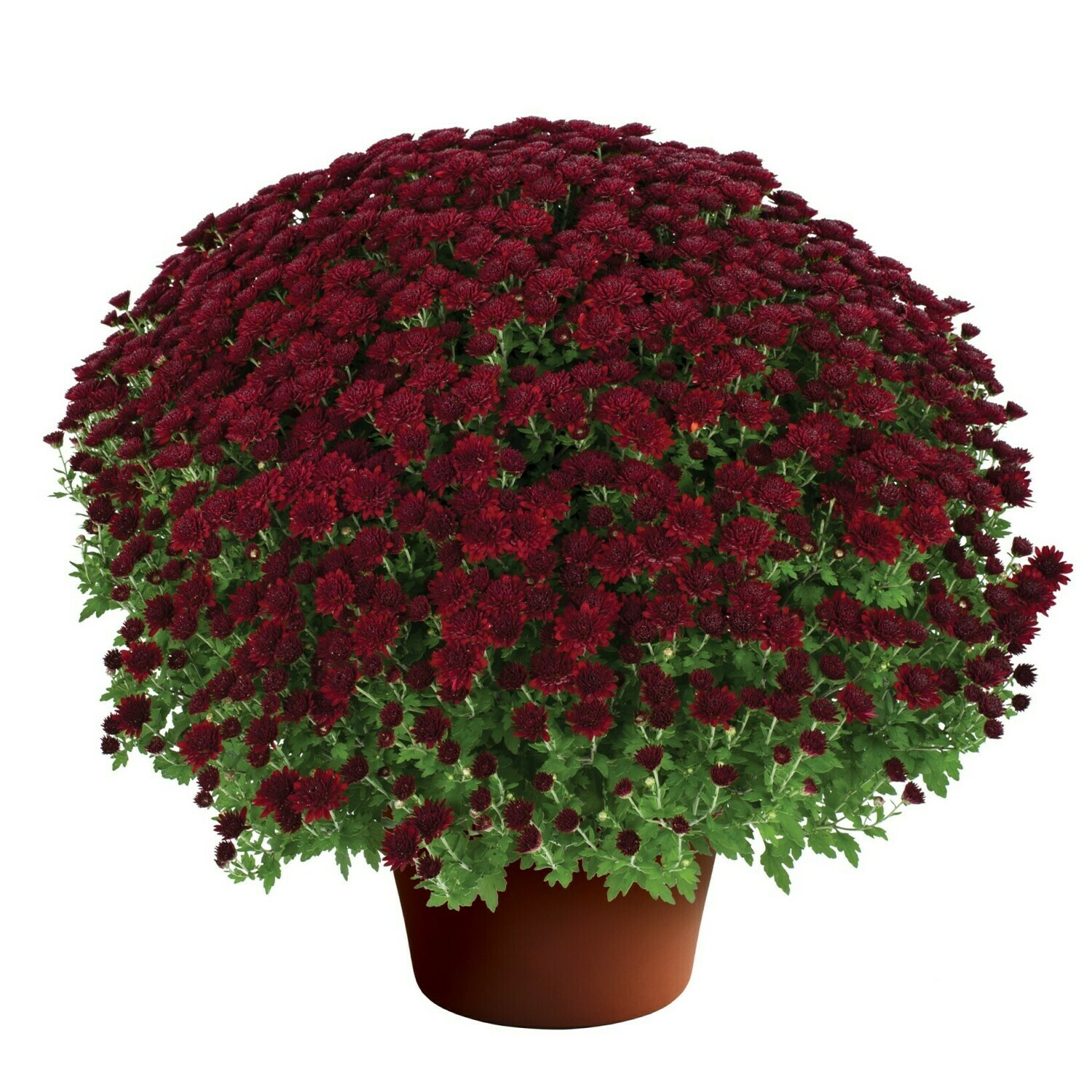 Kathleen Dark Red 99,103, FT 1-12 Kathleen Dark Red 99,103, FT 1-12