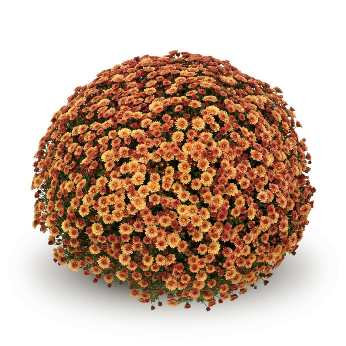 Staviski Orange FT 105-108 Staviski Orange FT 105-108