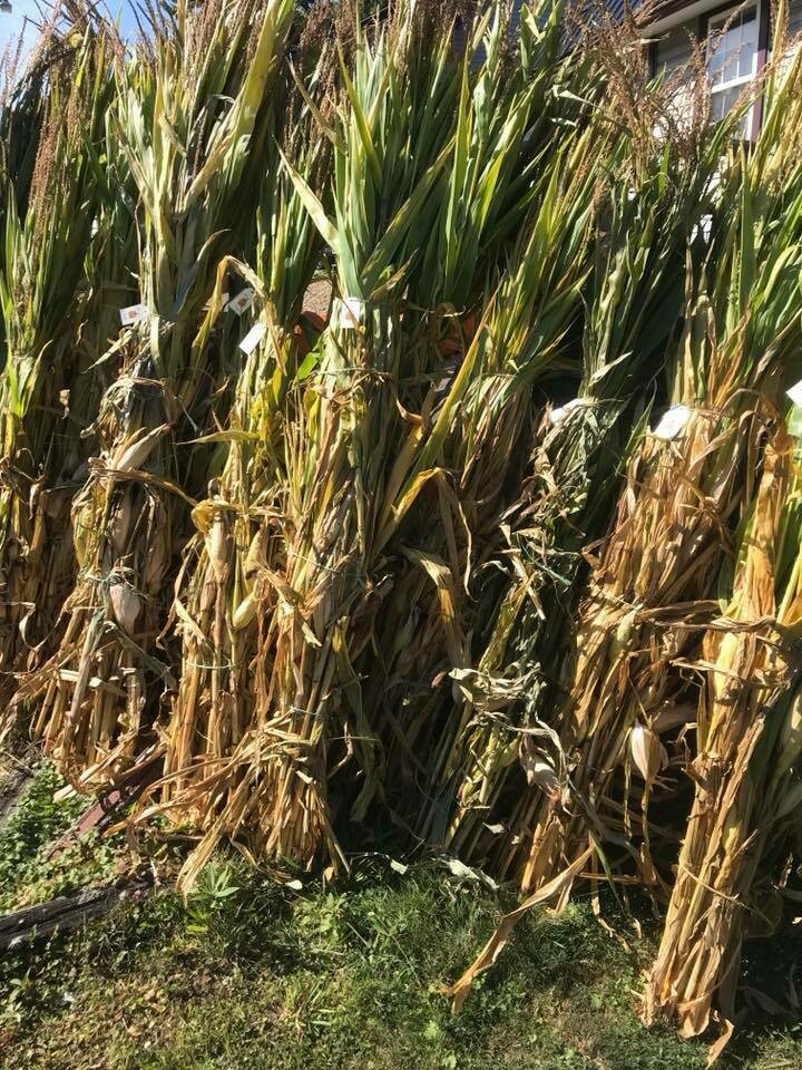 Corn Shock Corn Shock