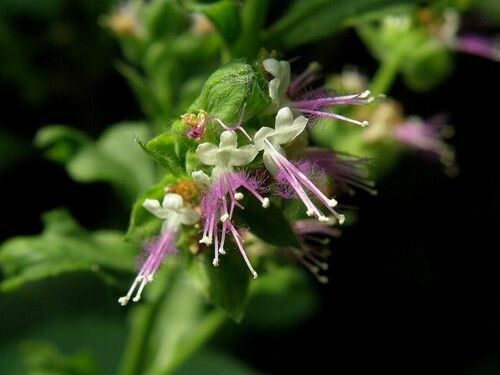 100% ÄTHERISCHES ÖL PATCHOULI