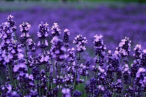 100% ÄTHERISCHES ÖL LAVENDEL