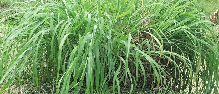 100% ÄTHERISCHES ÖL CITRONELLA