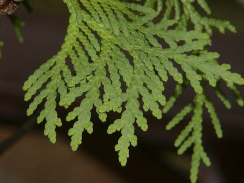 100% ÄTHERISCHES ÖL THUJA