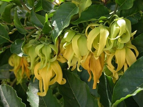 100% ÄTHERISCHES ÖL YLANG-YLANG