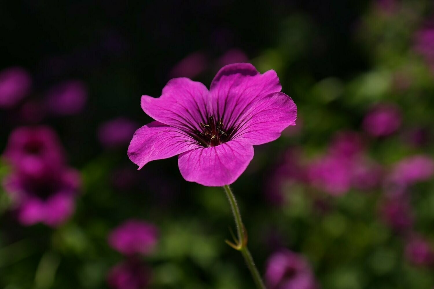 100% ÄTHERISCHES ÖL GERANIUM