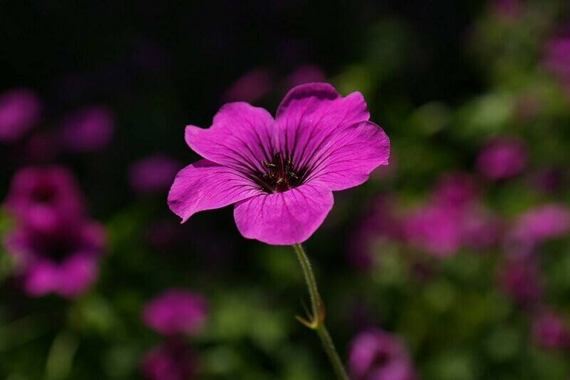 100% ÄTHERISCHES ÖL GERANIUM