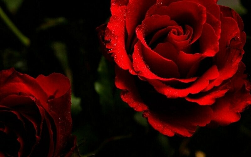 ÄTHERISCHES ÖL ROSE