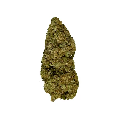 GOVERNMENT OASIS THC-A FLOWER-H