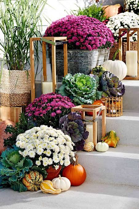 10" Mums