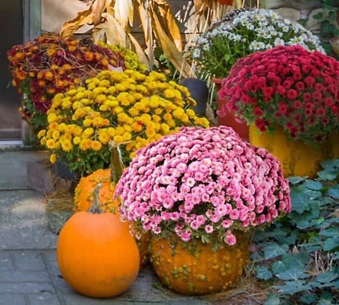 8" Mums