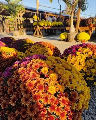 12" Tricolor Mums