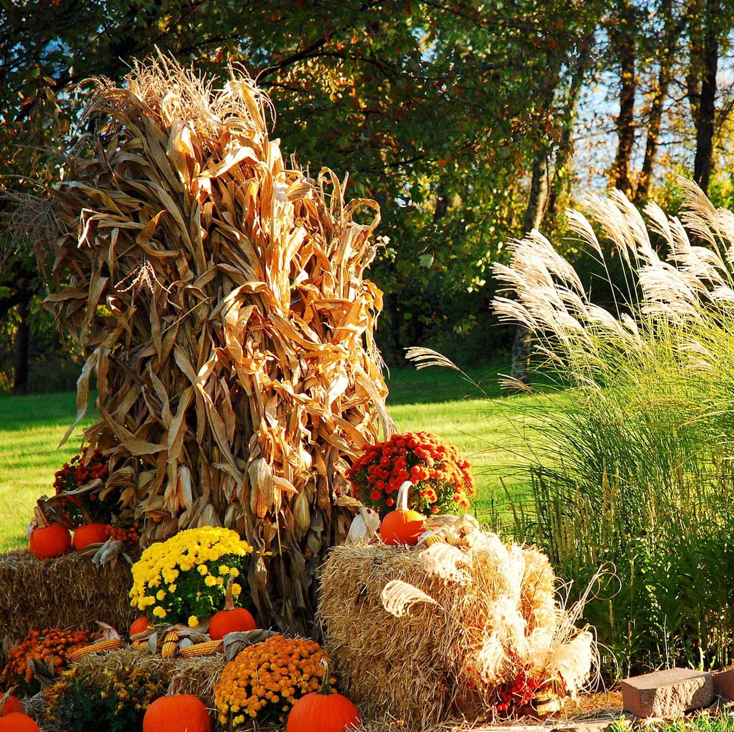 Corn Stalks