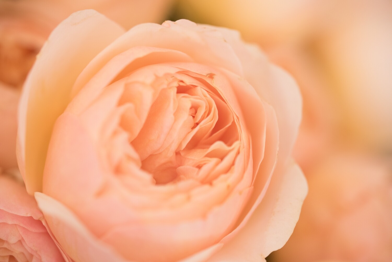 Karte &quot;Rose&quot; handgeschrieben mit Couvert