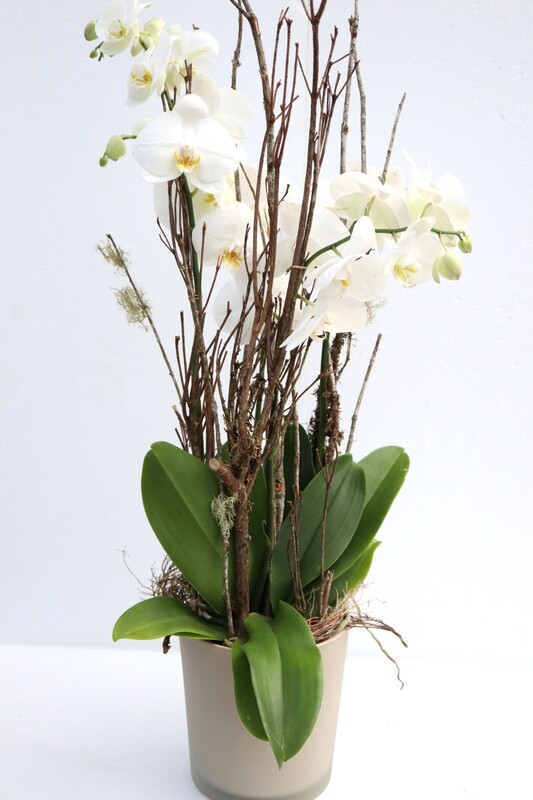Big Orchidee weiss