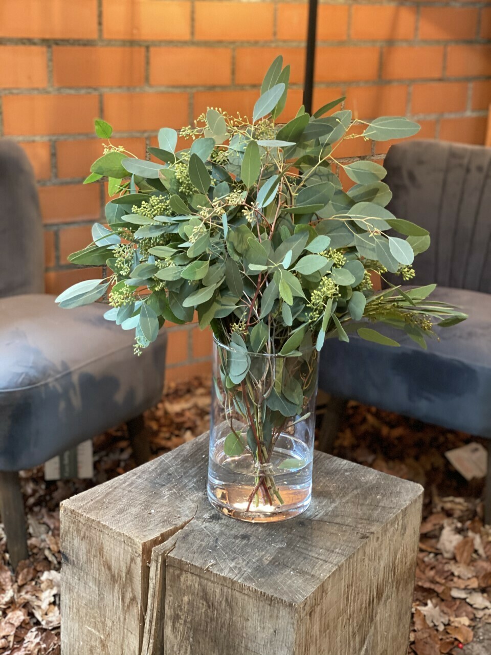 Eucalyptus Bund
