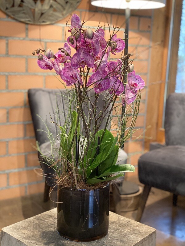 Orchidee  Big pink