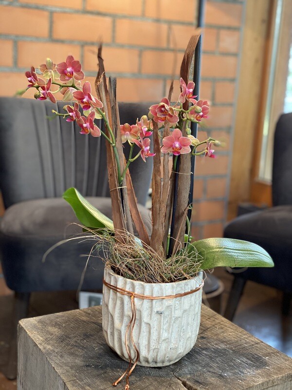 Orchidee orange