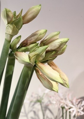 Schnittblumen