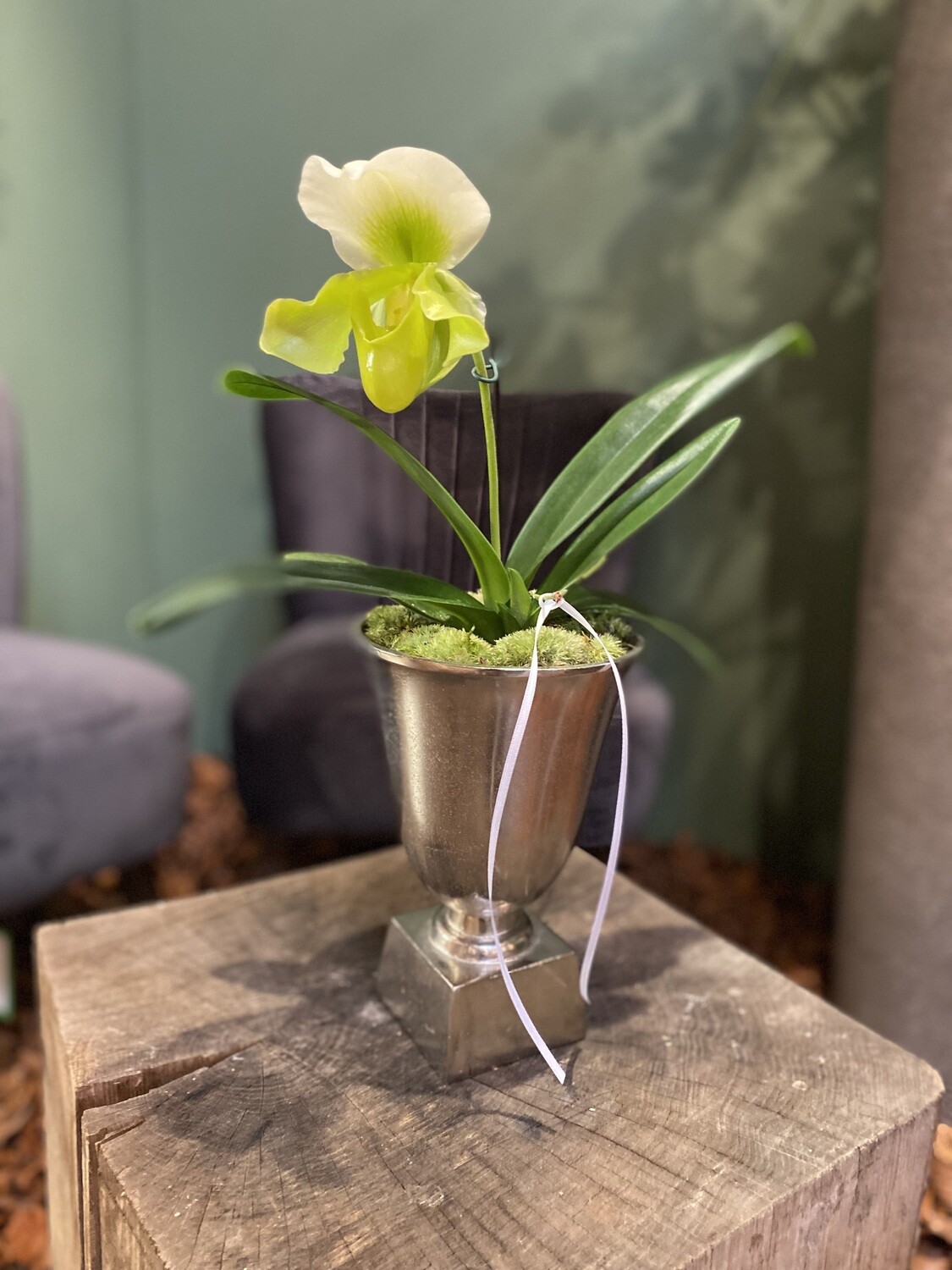 Frauenschuh-Orchidee