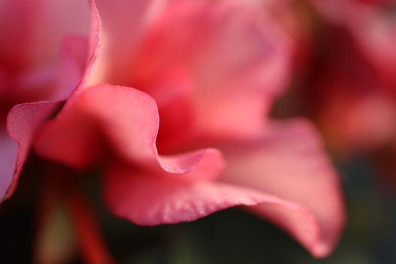 Karte &quot;Begonia&quot; handgeschrieben mit Couvert
