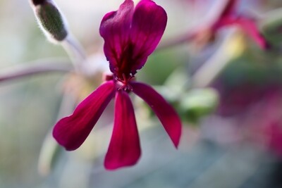 Karte &quot;Geranium&quot; handgeschrieben mit Couvert