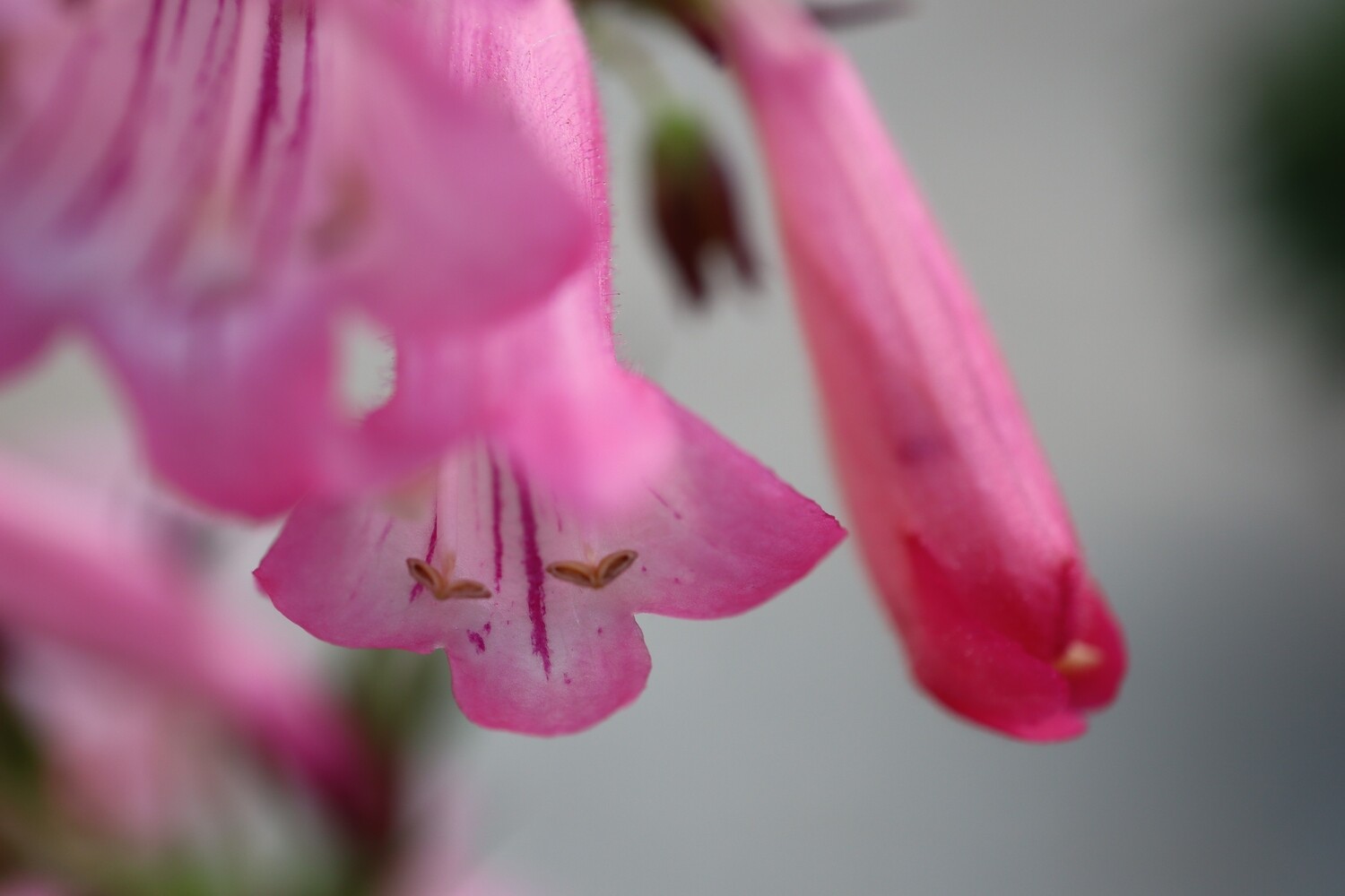 Karte &quot;Fuchsia&quot; handgeschrieben mit Couvert