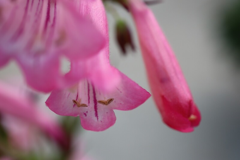 Karte &quot;Fuchsia&quot; handgeschrieben mit Couvert