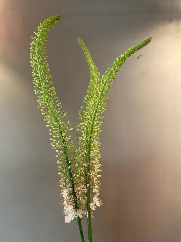Eremurus