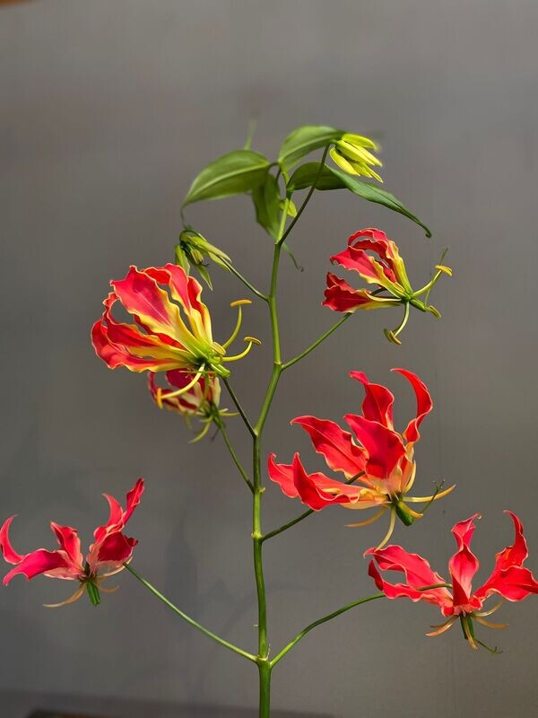 Gloriosa