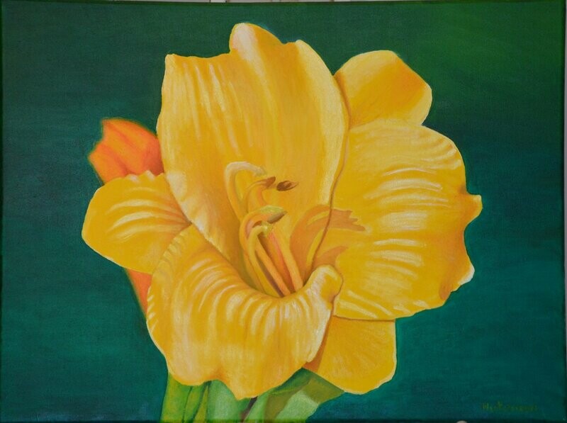 Lily in Morning Light