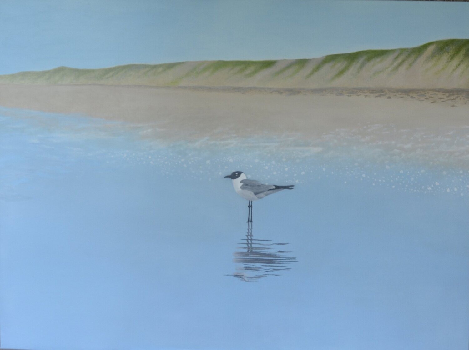 Port Aransas Seagull
