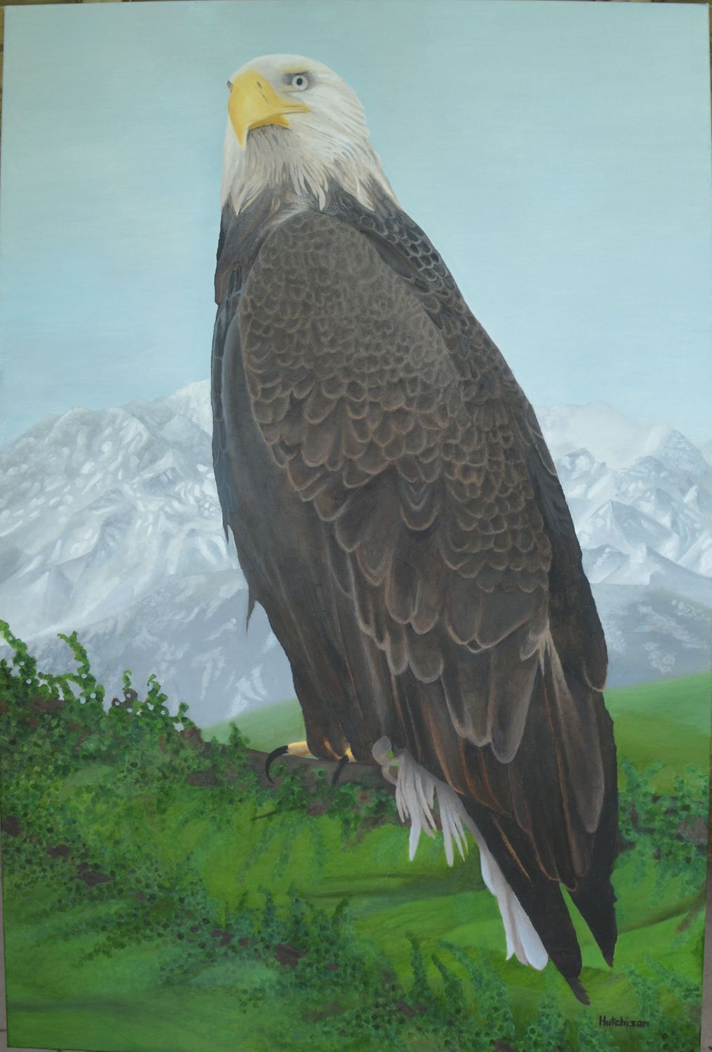 Bald Eagle