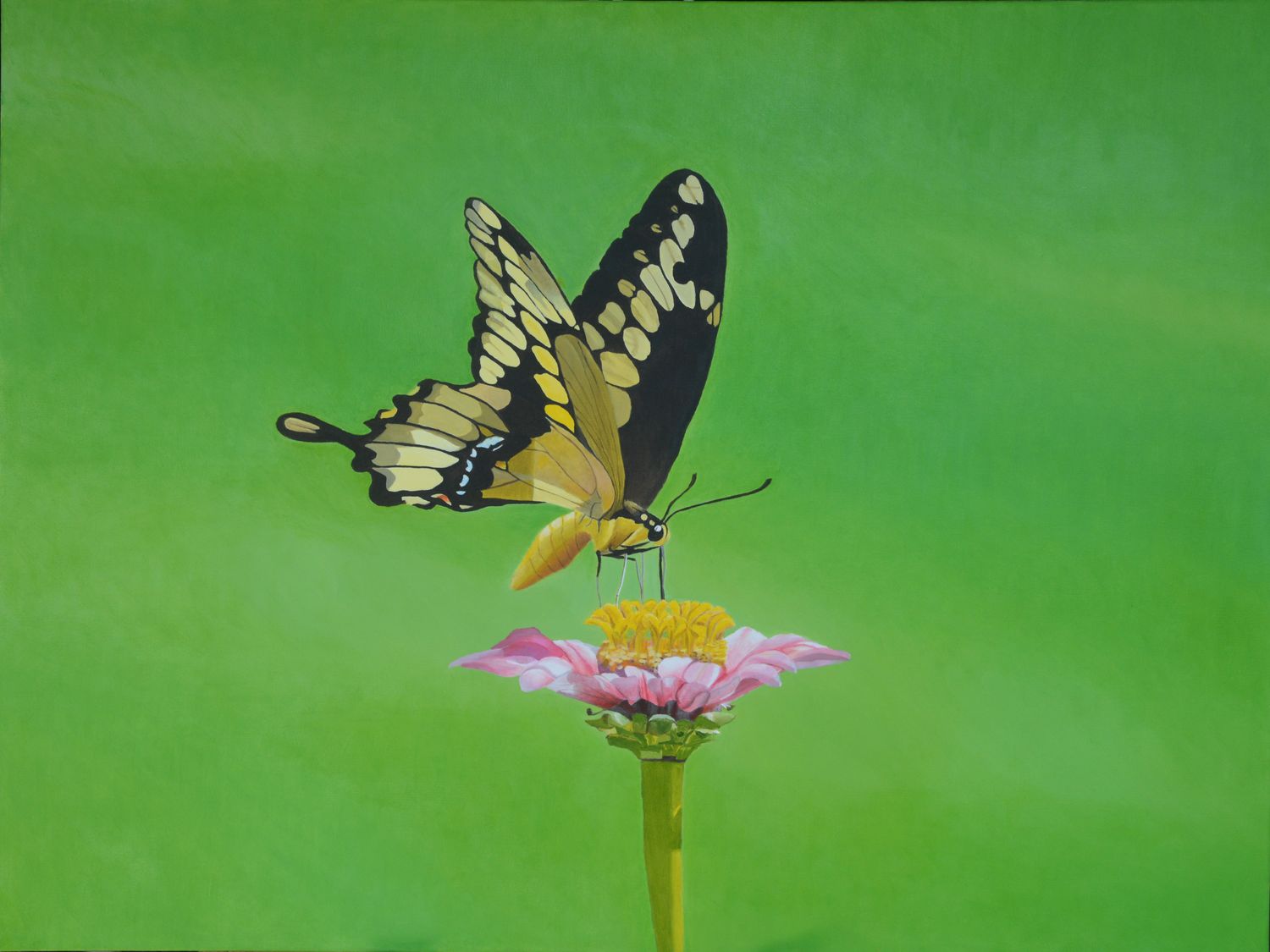 Butterfly on Zenia