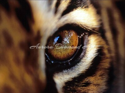 Tiger Eye Diamond Painting