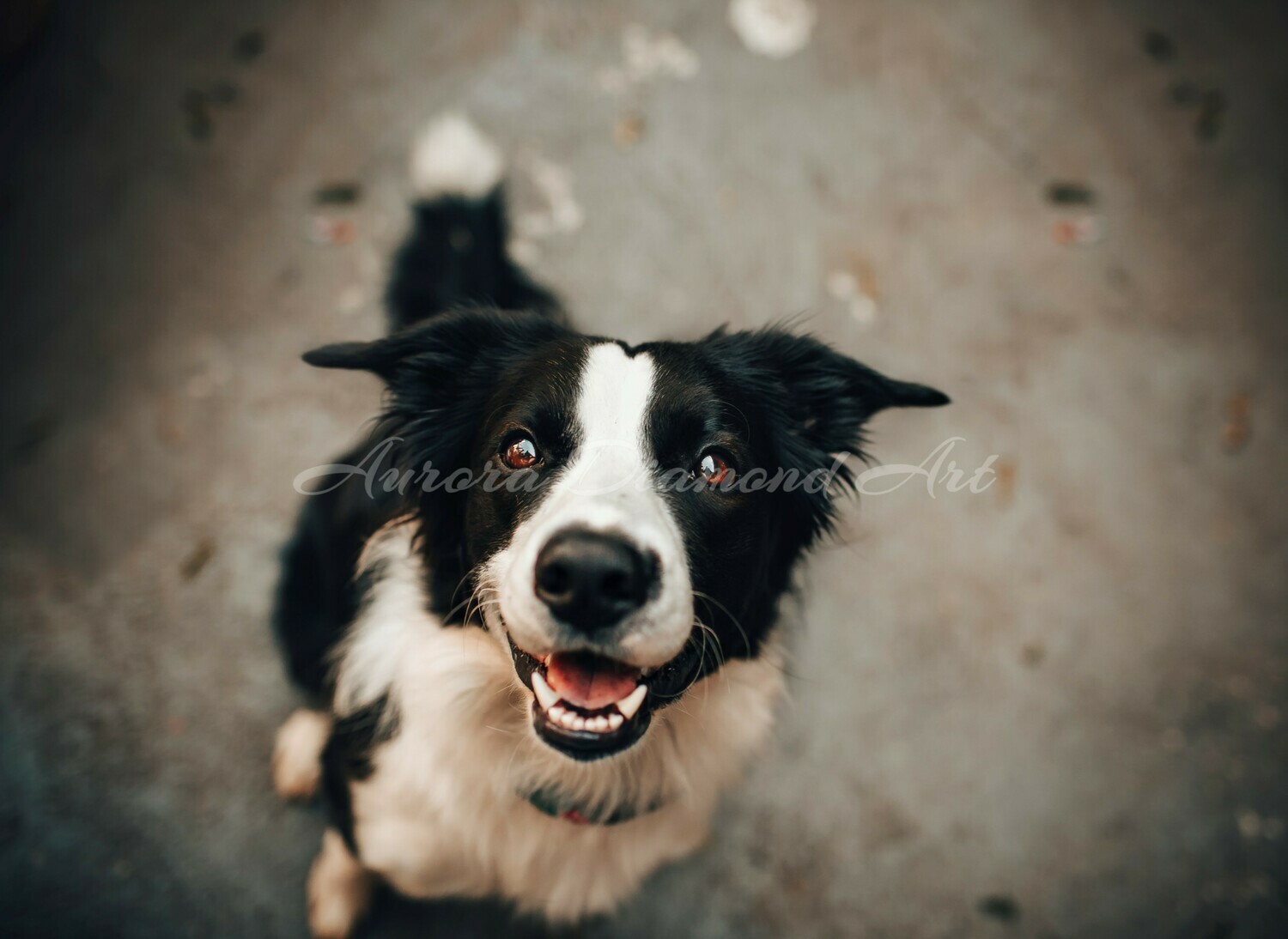 Border Collie Diamond Painting