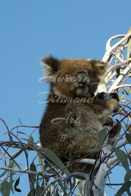 Koala Diamond Painting
