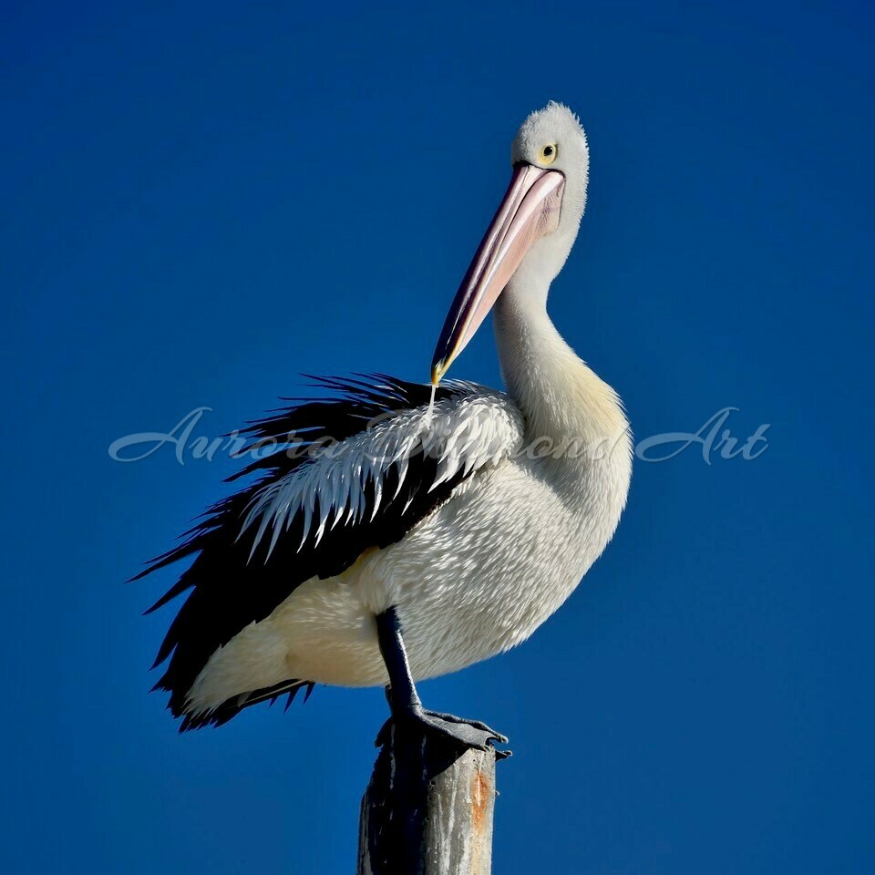 Pelican Diamond Painting