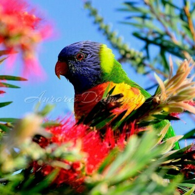 Rainbow Lorikeet Diamond Painting