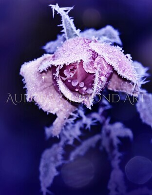 Frosty Rose Diamond Painting
