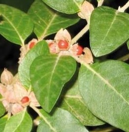 Ashwaganda 100 Capsules