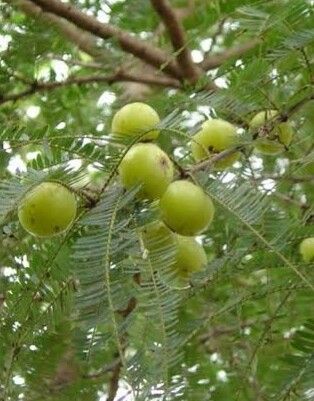 Amalaki (Amla) 100 capsules