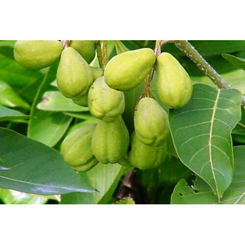 Haritake/Harde 100 capsules