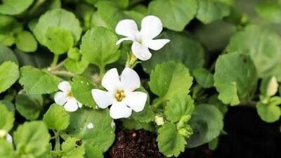 Brahmi (Bacopa)100 capsules