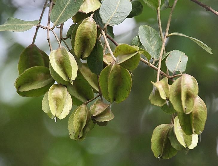 Arjuna 100 capsules