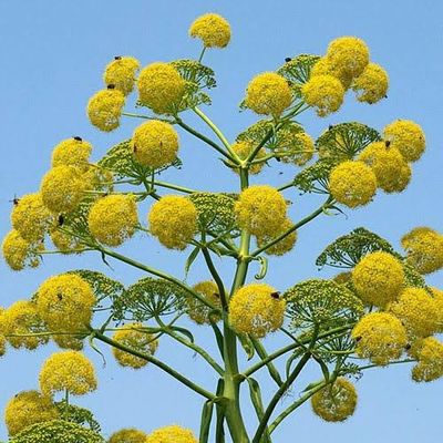 Asafoetida (Hing) 100 capsules