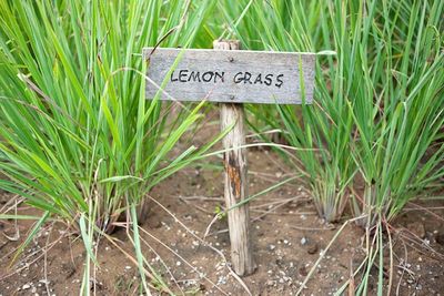 Lemongrass (Cymbopogon Citratus) 100 Caps