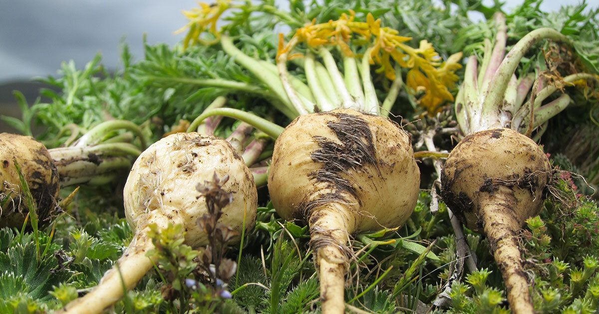 Maca Root 100 Capsules