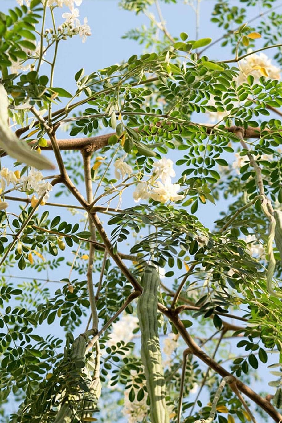 Moringa Organic 100 Capsules