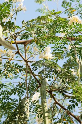 Moringa Organic 100 Capsules